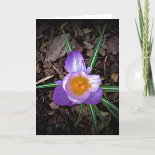 Crocus, carte (Devant)
