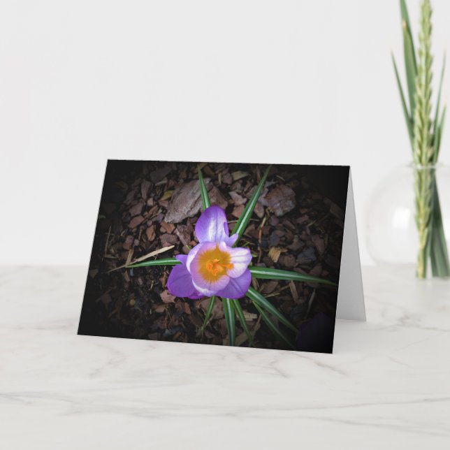 Crocus, carte (Devant)