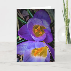 Crocus, carte