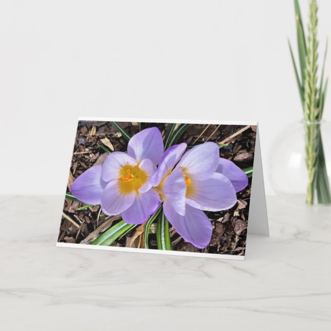Crocus, carte (Devant)
