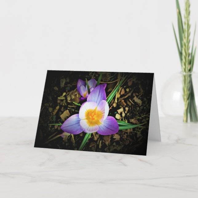 Crocus, carte (Devant)