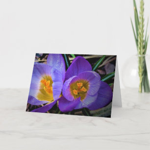 Crocus, carte