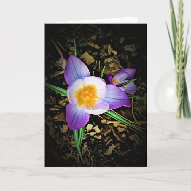Crocus, carte (Devant)