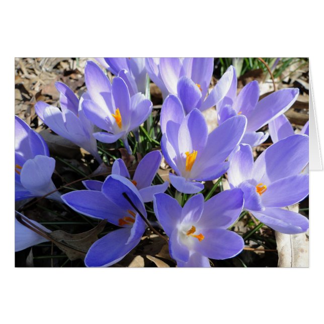 Crocus/colombe : Chanson de 2h12 de chansons (Devant horizontal)