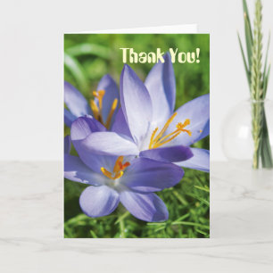 Crocus Dankeskarte