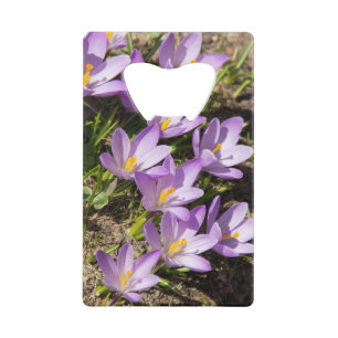 Crocus de printemps mignons