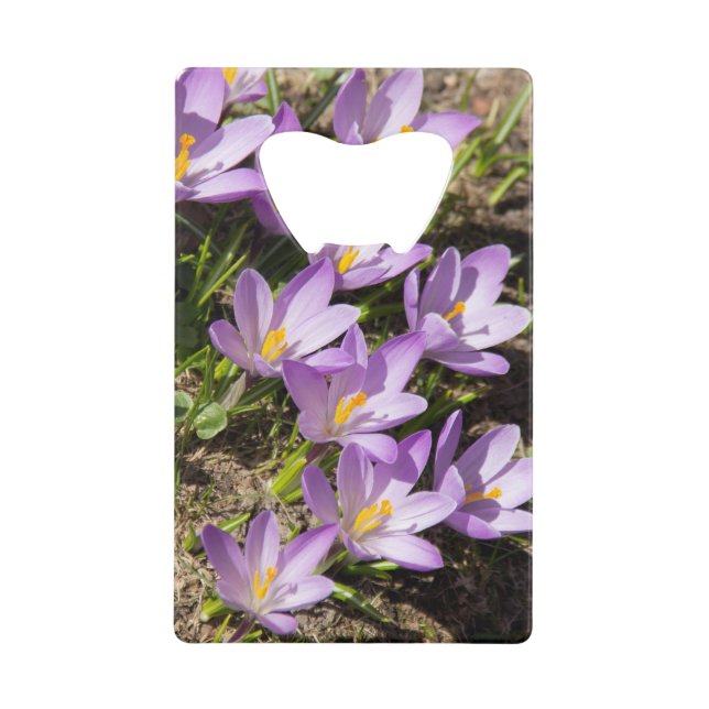 Crocus de printemps mignons (Devant)