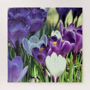 Crocus de printemps - puzzle
