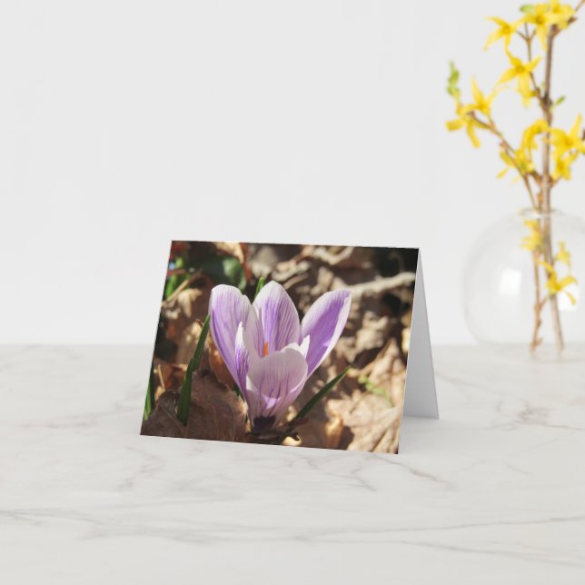 Crocus Emerging Card (leer) Karte (Gelbe Blume)
