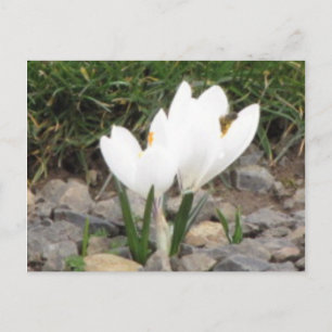 Crocus et la carte postale des abeilles