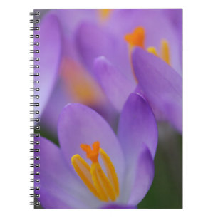 Crocus feine sanfte Blüten Notizblock