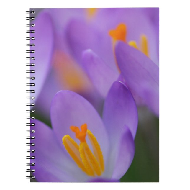Crocus feine sanfte Blüten Notizblock (Vorderseite)