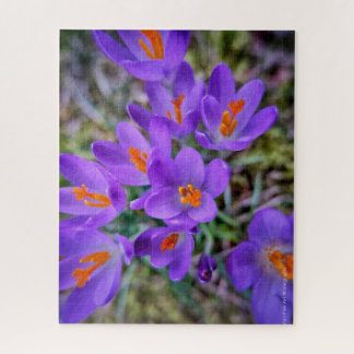 Crocus Fine Art