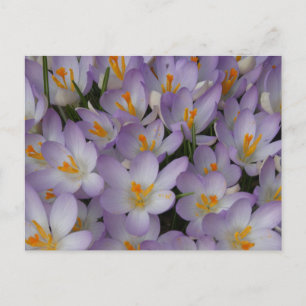 Crocus Flowers Motif do-it-yourself carte postale