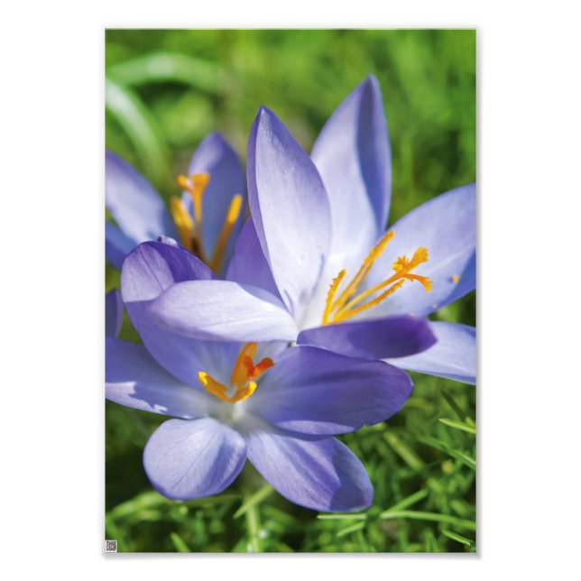 Crocus Fotodruck (Vorne)