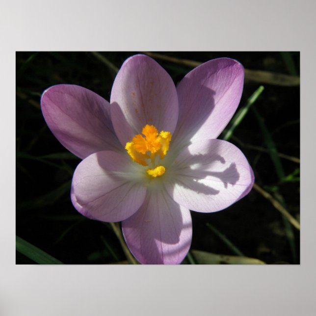 Crocus im Schatten Print Poster (Vorne)