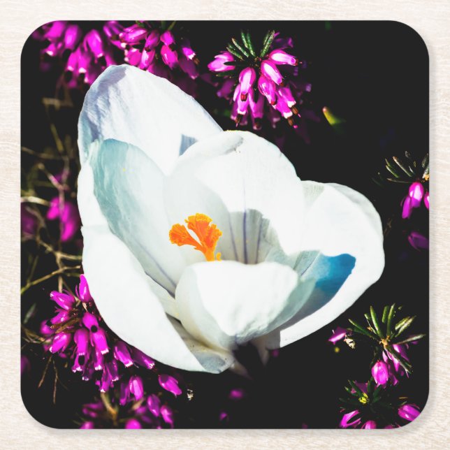 Crocus in Blume Bed Rechteckiger Pappuntersetzer (Vorderseite)