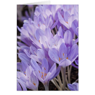Crocus Karte