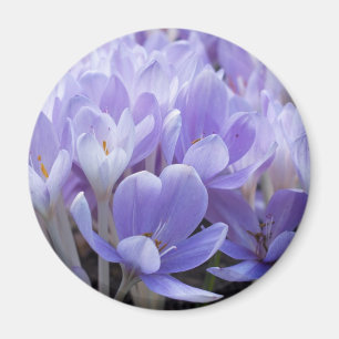 Crocus Magnet