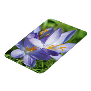 Crocus Magnet