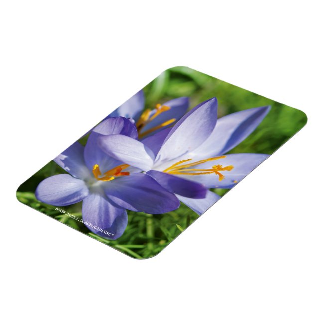 Crocus Magnet (Linke Seite)