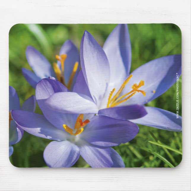 Crocus Mousepad (Vorne)