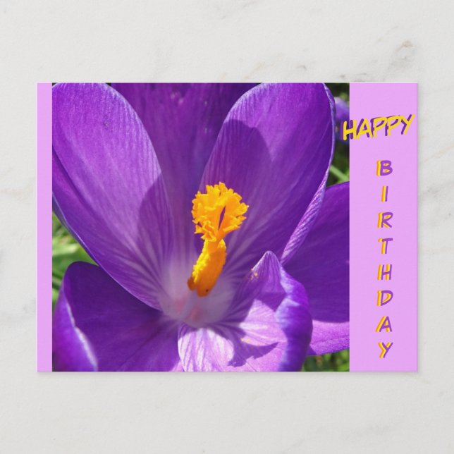Crocus Nah-Up Happy Birthday Postcard Postkarte (Vorderseite)