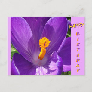 Crocus Nahaufnahme Happy Birthday Grußkarte Postkarte