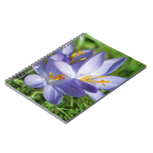 Crocus Notizblock