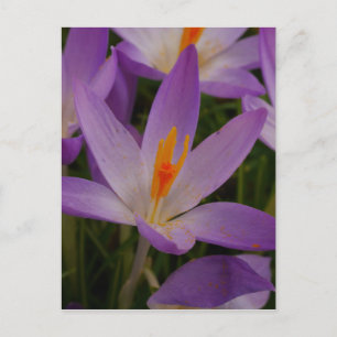 Crocus Postcard Postkarte