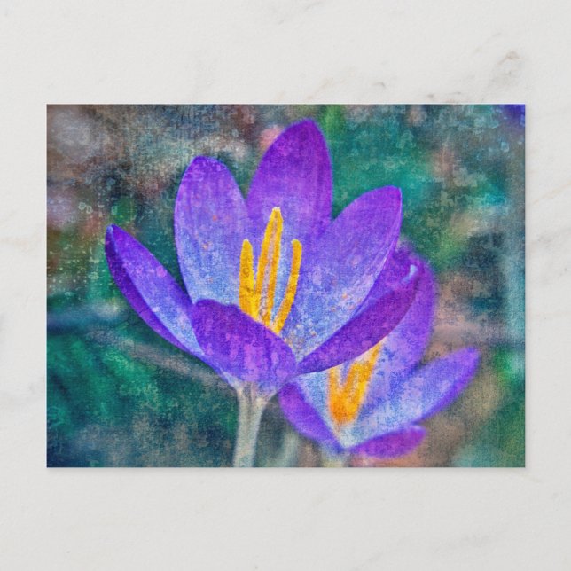 Crocus Postkarte (Vorderseite)