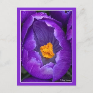 Crocus Postkarte
