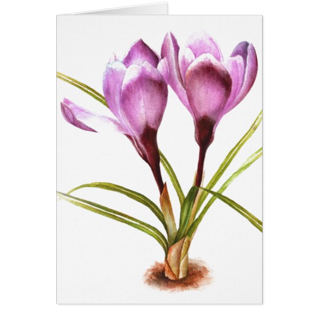 "Crocus pourpre" fine art quotidien carte vierge (Devant)
