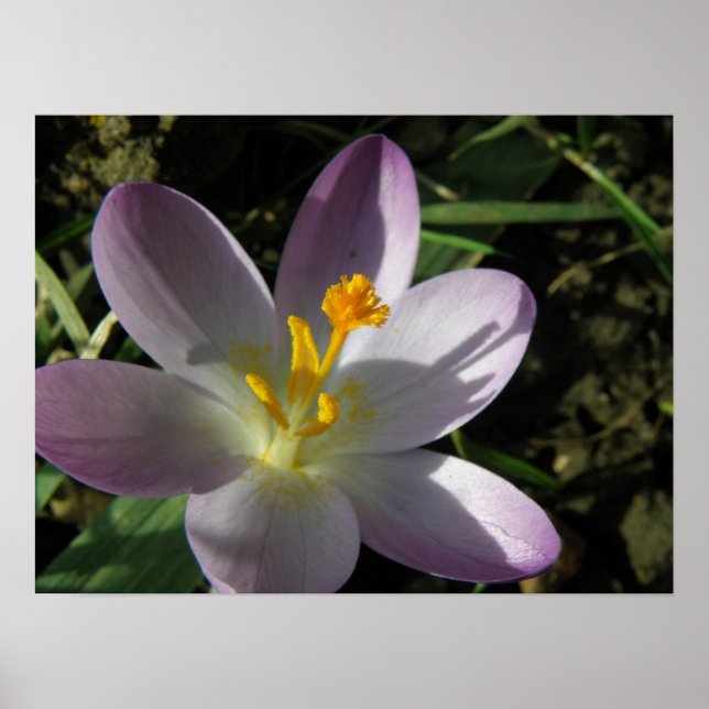 Crocus Print Poster (Vorne)