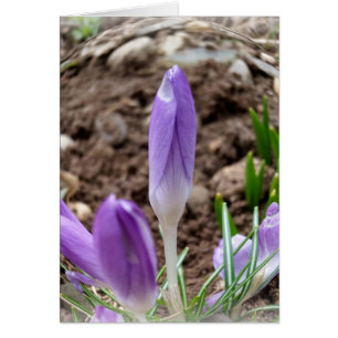 Crocus printaniers