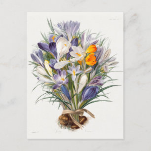 Crocus Spring Blume Florenz Postkarte