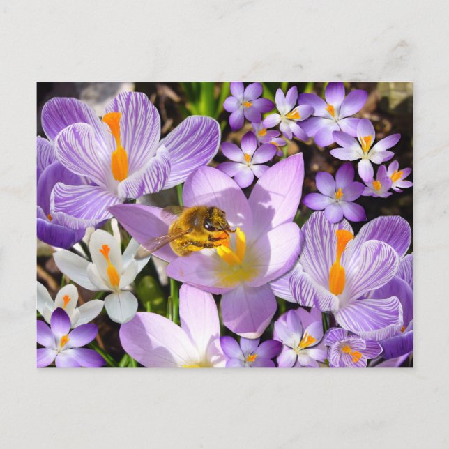 CROCUS TASTER ~ Postkarte (Vorderseite)