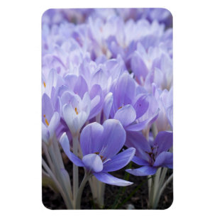 Crocus Wrapped Canvas Print Magnet
