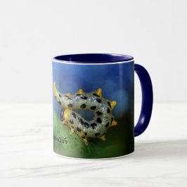 Croesus Septentrionalis Tasse
