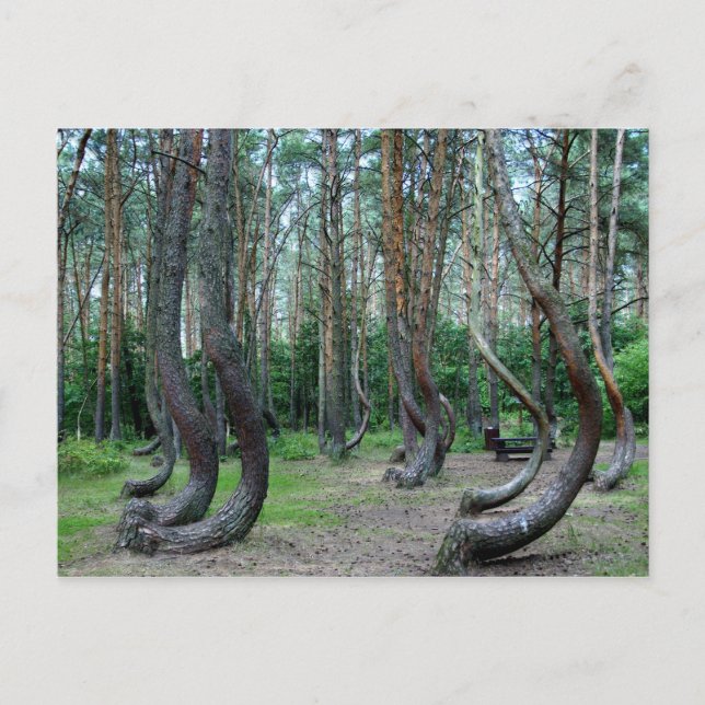 Crooked Forest - Polen Postkarte (Vorderseite)