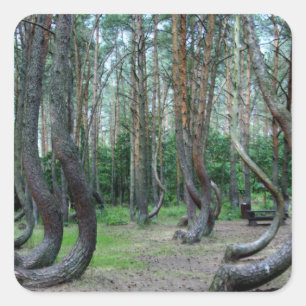 Crooked Forest - Polen Quadratischer Aufkleber