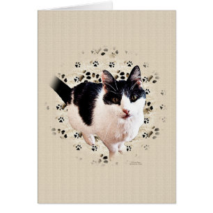 Croquis de chat de Digitals