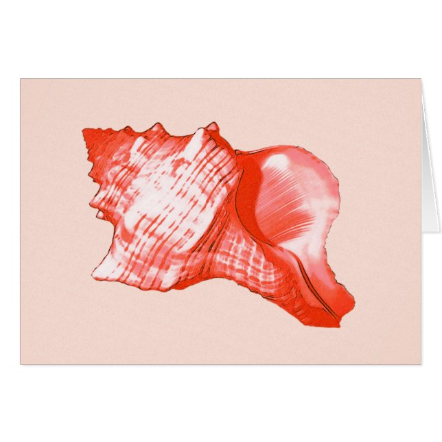 Croquis en coquille de cône - corail, coquille ros (Devant Horizontal)