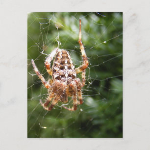 Cross Spider 132 ~ carte postale