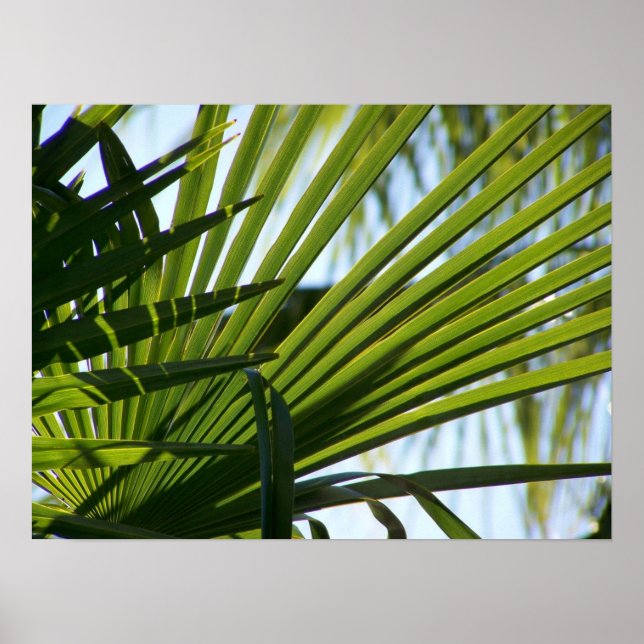 Crossed Palms Poster (Vorne)
