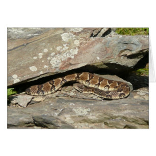 Crotale à Shenandoah National Park