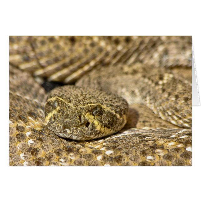 Crotale de diamondback occidental (Devant horizontal)