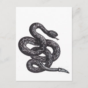 Crotalus Cascavella Schlange (Giftige Grubenotter) Postkarte
