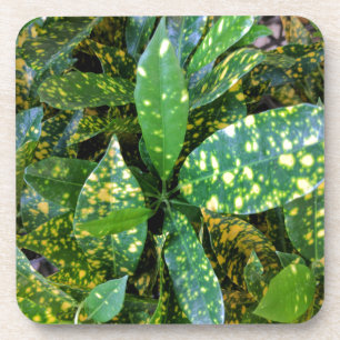 Croton Pflanze Getränkeuntersetzer