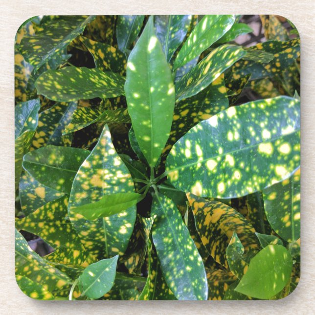 Croton Pflanze Getränkeuntersetzer (Vorderseite)